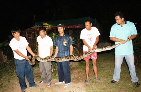 Officials stretch out one of two large pythons caught ravishing chicken coops in Sattahip.